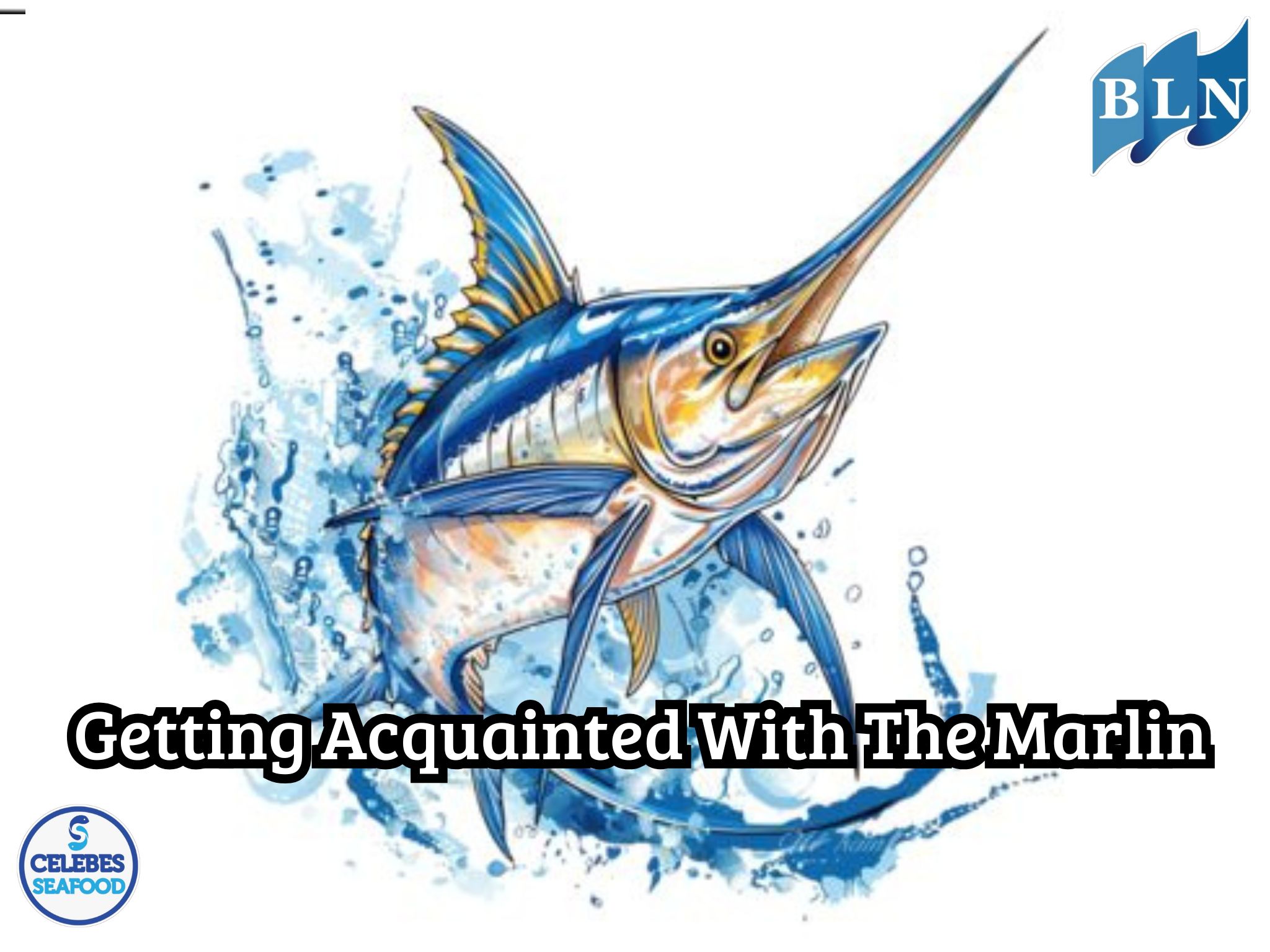 Getting Acquainted With The Marlin